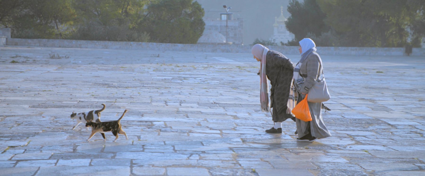 Two women walking across the worn stone of the plaza in the early light, a cat crossing ahead of them