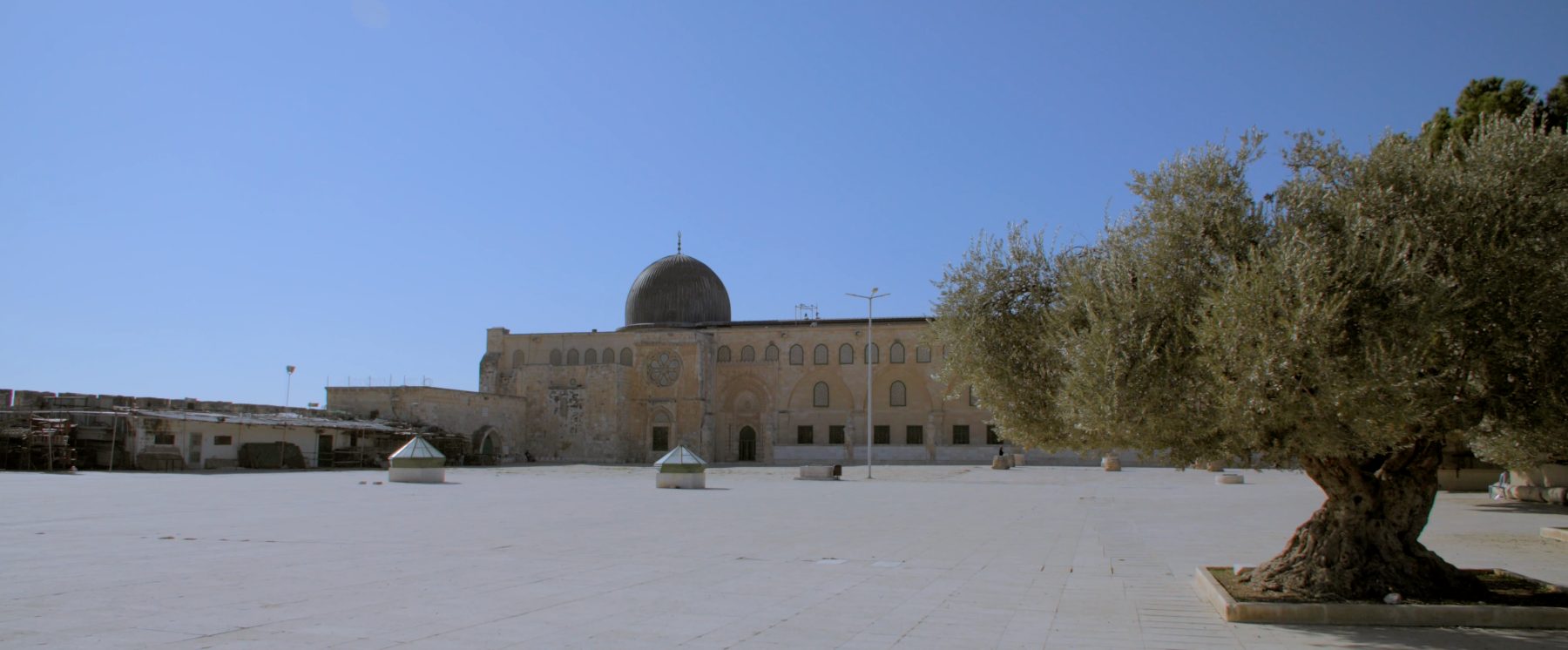 The Qibli Mosque across the plaza, an ancient olive tree in the foreground